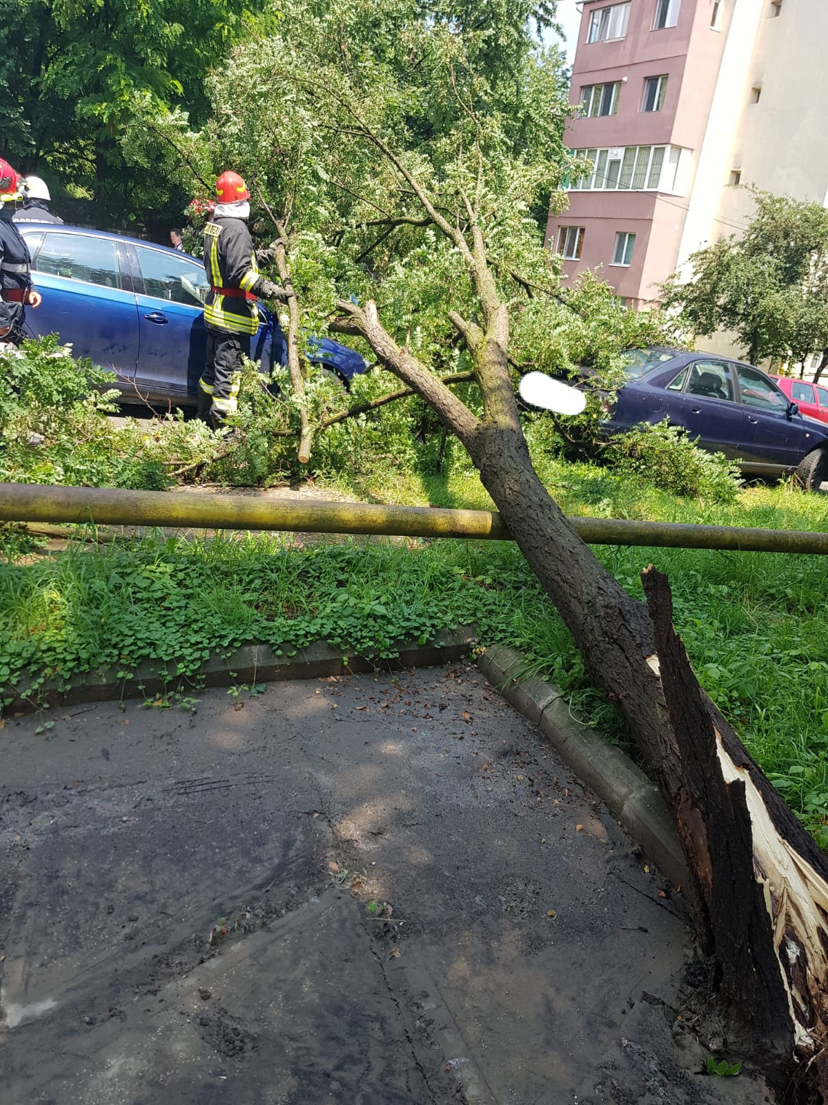 Un copac a cazut peste o masina in Zalau