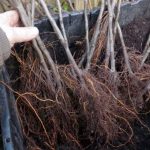 Sprijin financiar de urgență pentru pomicultorii din Sălaj