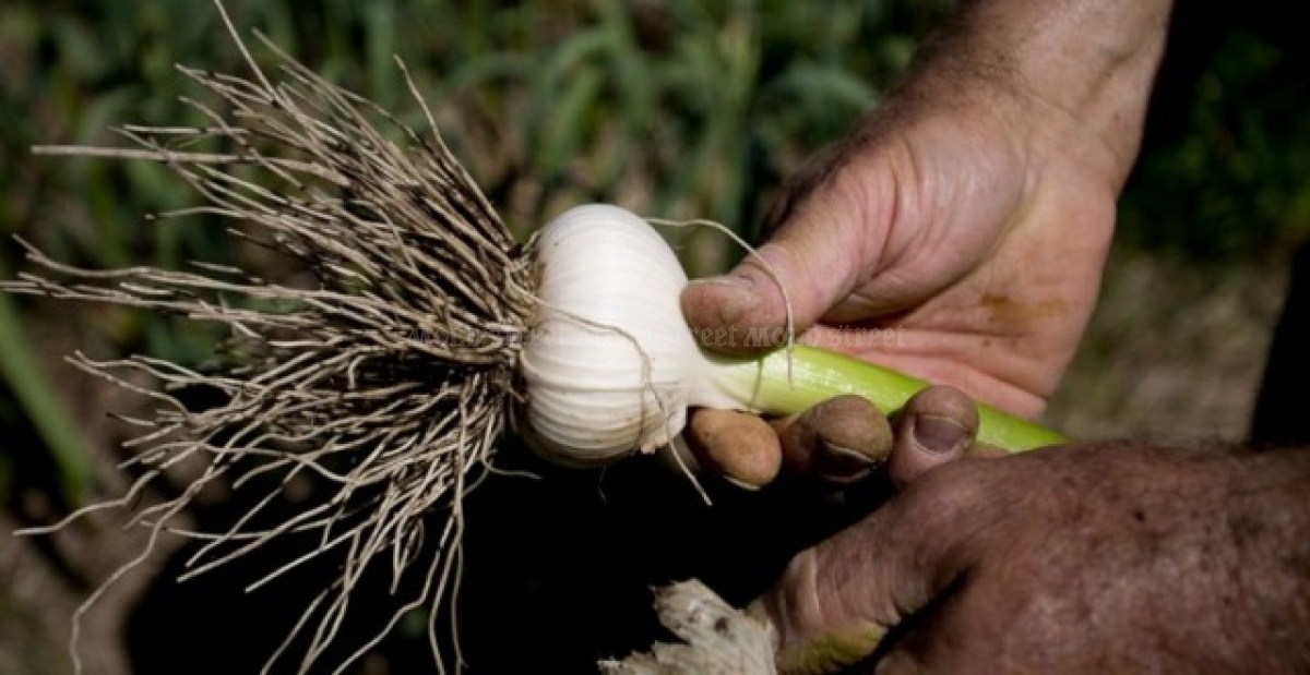 Încă un ajutor de stat pentru fermieri: 1.500 euro la hectar pentru cultivarea usturoiului