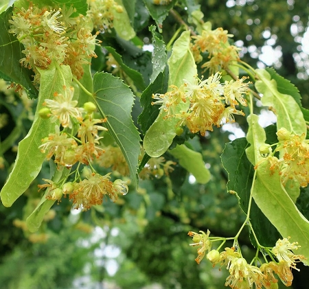 Florile de tei – parfum și sănătate