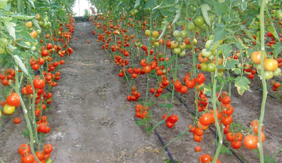 Lămuriri de la Ministerul Agriculturii pentru producătorii de tomate