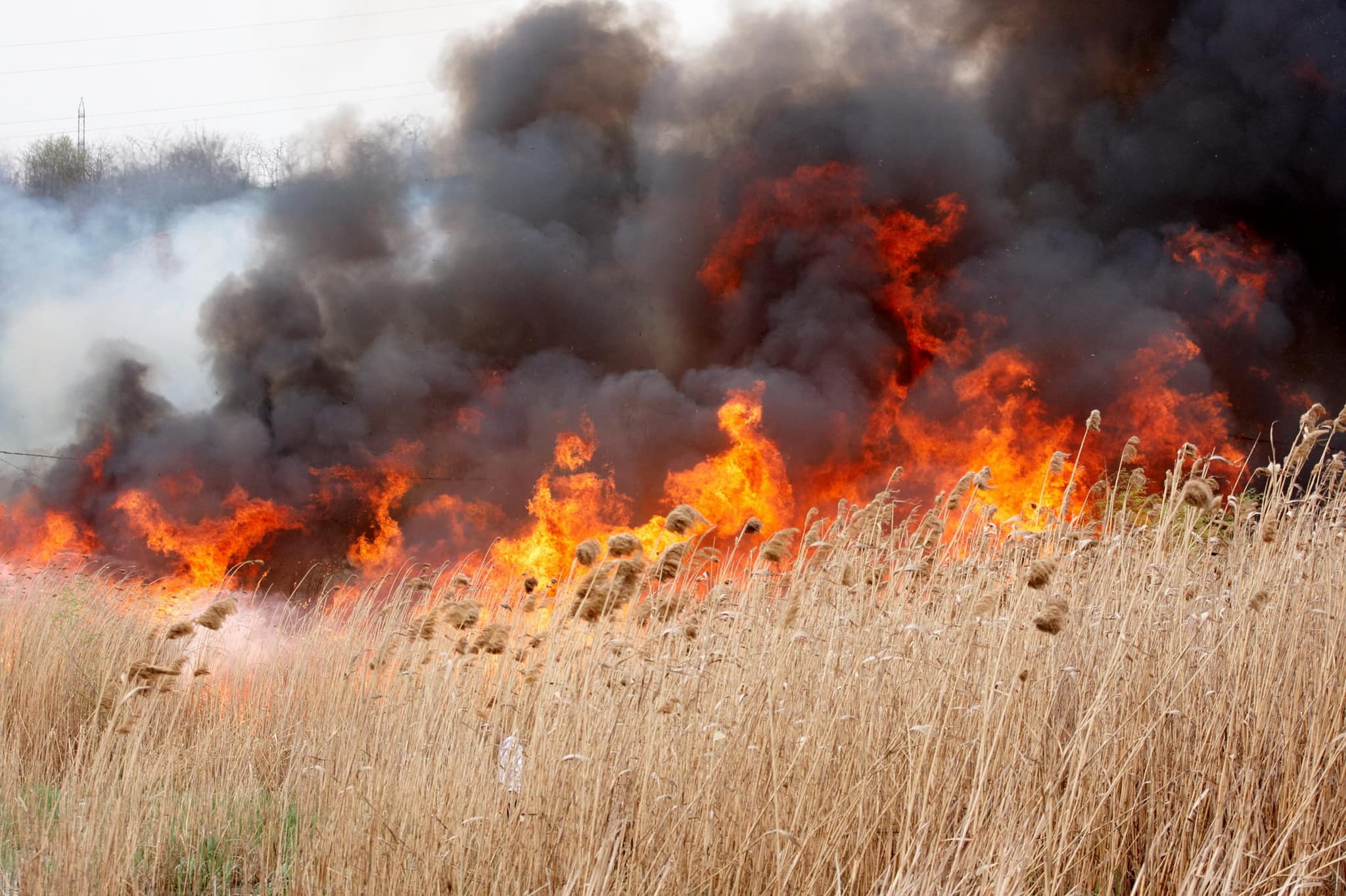 APIA taie din banii fermierilor dacă incendiază terenurile