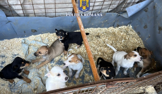 Zece cățeluși salvați de Poliția Animalelor