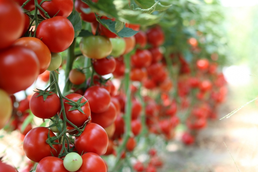 Bani în plus pentru producătorii de legume