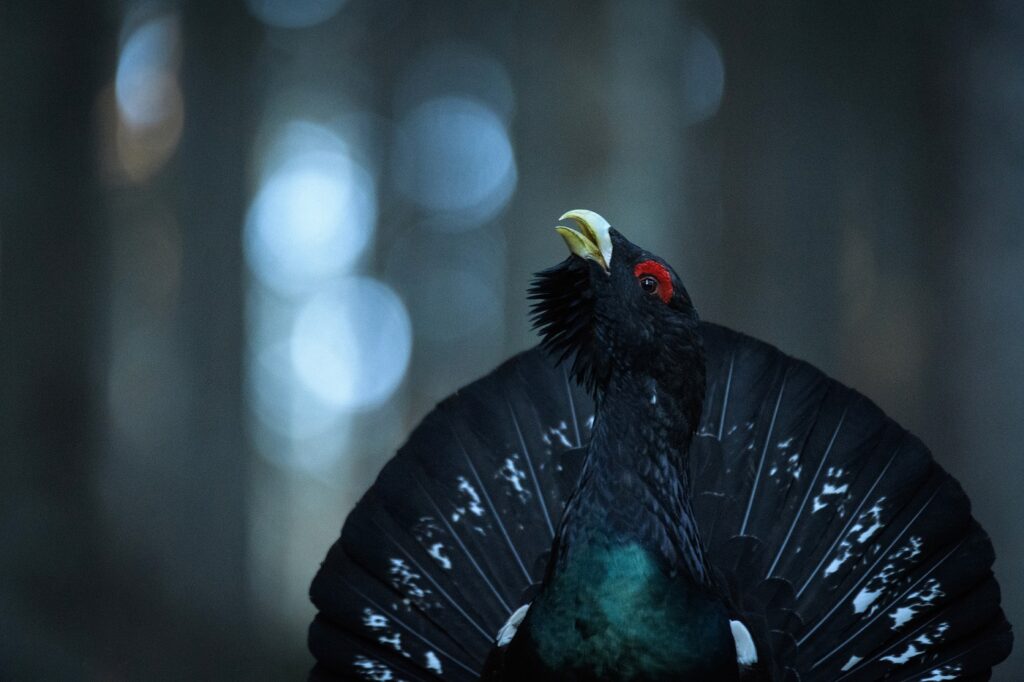 Cocosul de munte_Romania Salbatica (foto Dan Dinu)