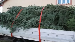transport-ilegal-brazi-de-craciun
