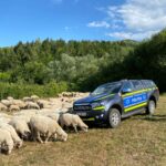 Carantină generală pentru oi și capre, în toată țara!