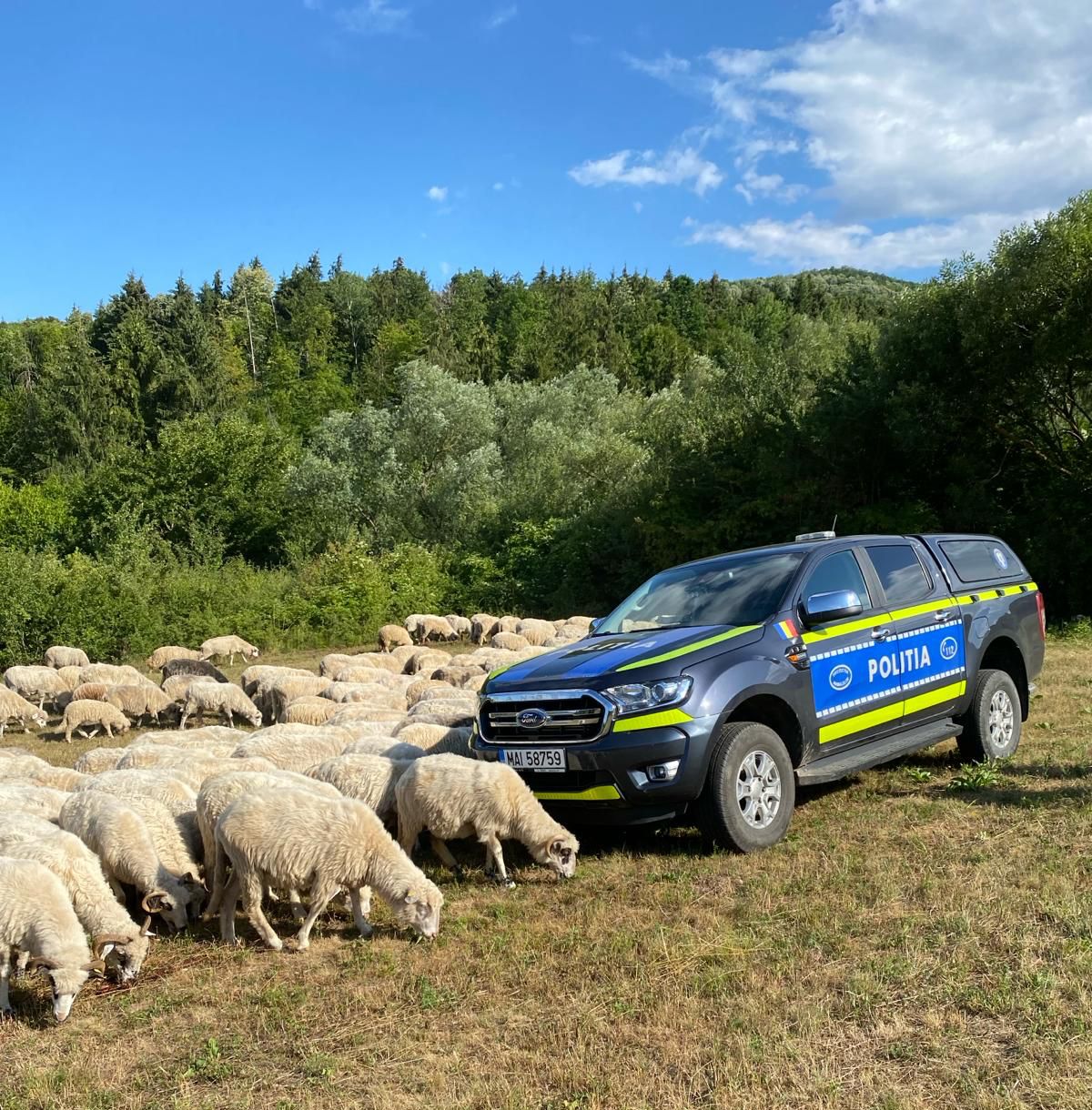 Ciobanii din Sălaj, controlați de Poliția animalelor