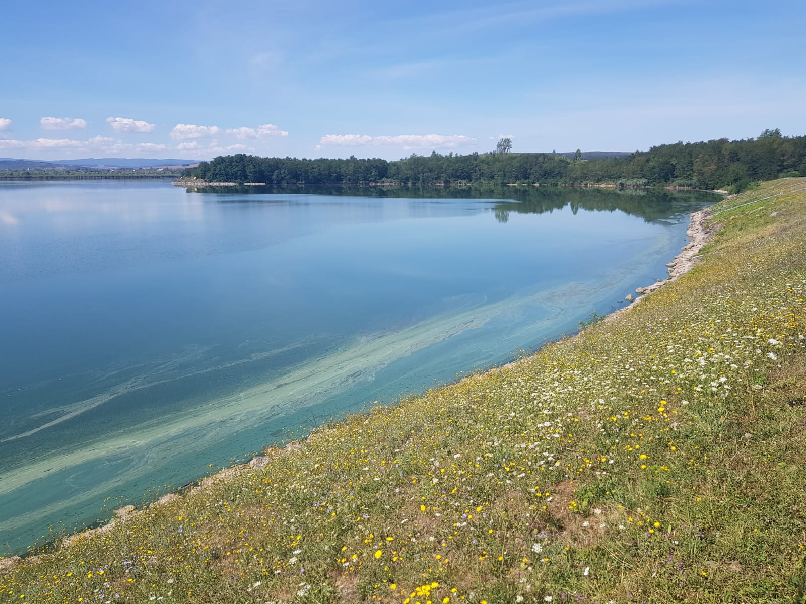 Lacul de la Vârșolț s-a umplut de alge