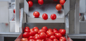 graiulsalajului.rostandardelemodernedeprocesareatomatelorincepcuechipamentelepotrivite