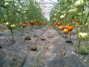 guvern-impozit-bani-fermieri-taxa-sere-solare-legume-18982027