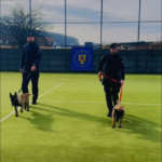 Forţe proaspete la Jandarmeria Sălaj: Iacar și Iadava, doi pui de ciobănesc belgian