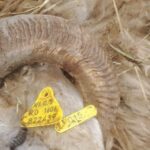 Valcău de Jos: Blana şi capetele a două oi, abandonate la marginea drumului