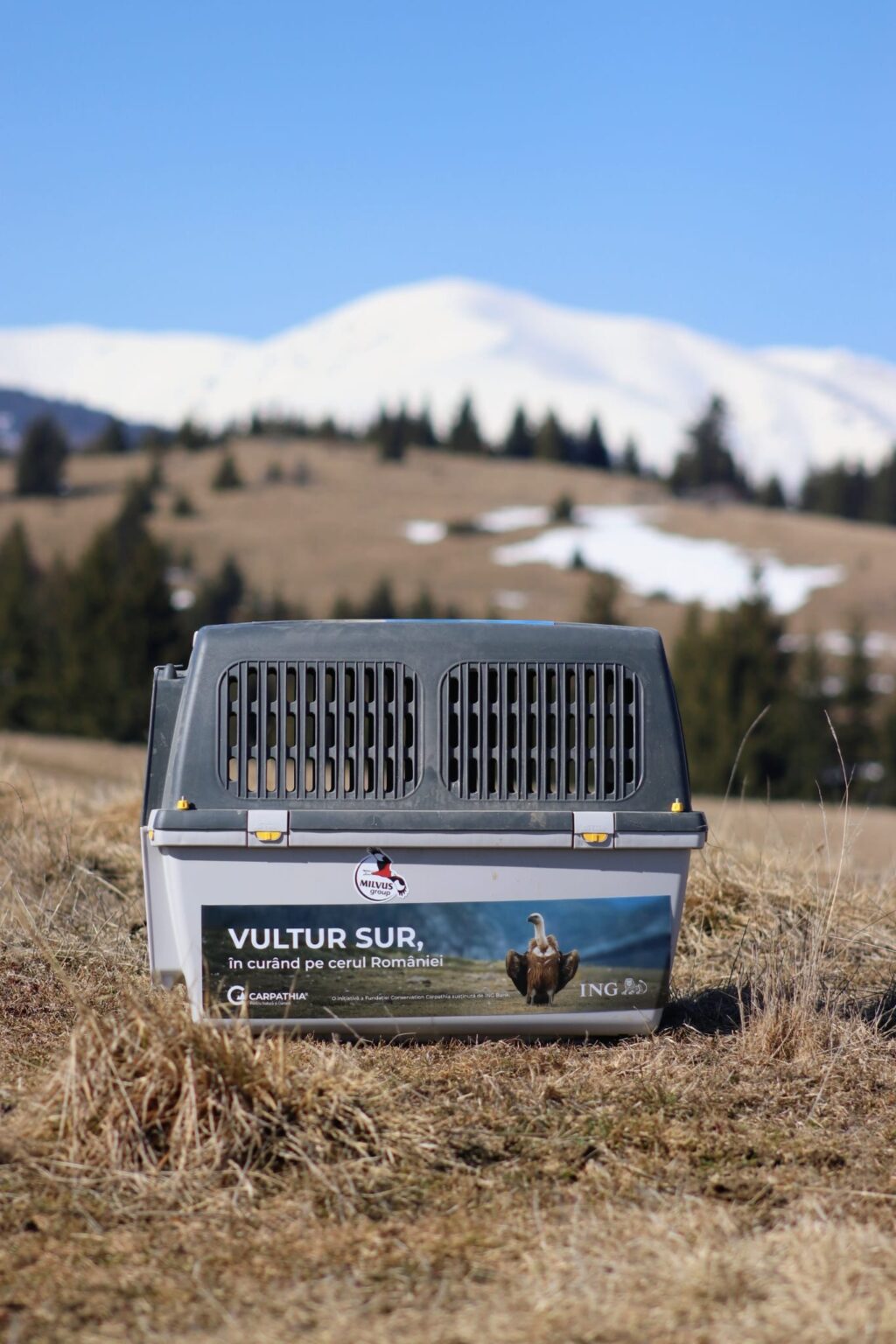 Vultur suri(Gyps fulvus) 1