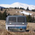 Vulturii suri revin în România după mai bine de 70 de ani