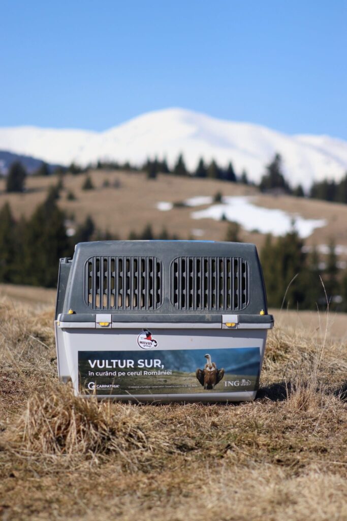 Vultur suri(Gyps fulvus) 1