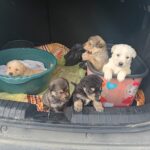 Povestea celor cinci cățeluși care au schimbat „Săptămâna Verde” într-o lecție de neuitat la CNS Zalău