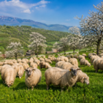 Satul Voivodeni se întoarce la vatră: „Împreunatul Oilor”, un spectacol al identității, reînvie pe 1 Mai