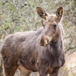 Elanul revine în fauna României, după două secole