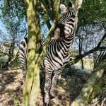 Elefanți, zebre și o focă jucăușă ajung la Zalău! Zoo Park România vine pentru prima dată în oraș