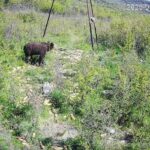 ALERTĂ în comuna Hida: Familie de urși semnalată în zona „Copacele”