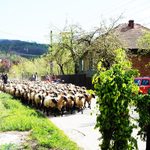 Voivodeni: O călătorie în timp, pe ulița sufletului…