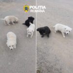 Abandonați și condamnați la suferință. Mai mulți câini salvați de polițiști