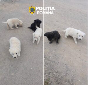 cutu