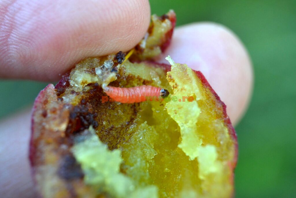 larva-cydia-funebrana