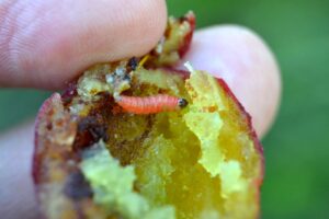 larva-cydia-funebrana