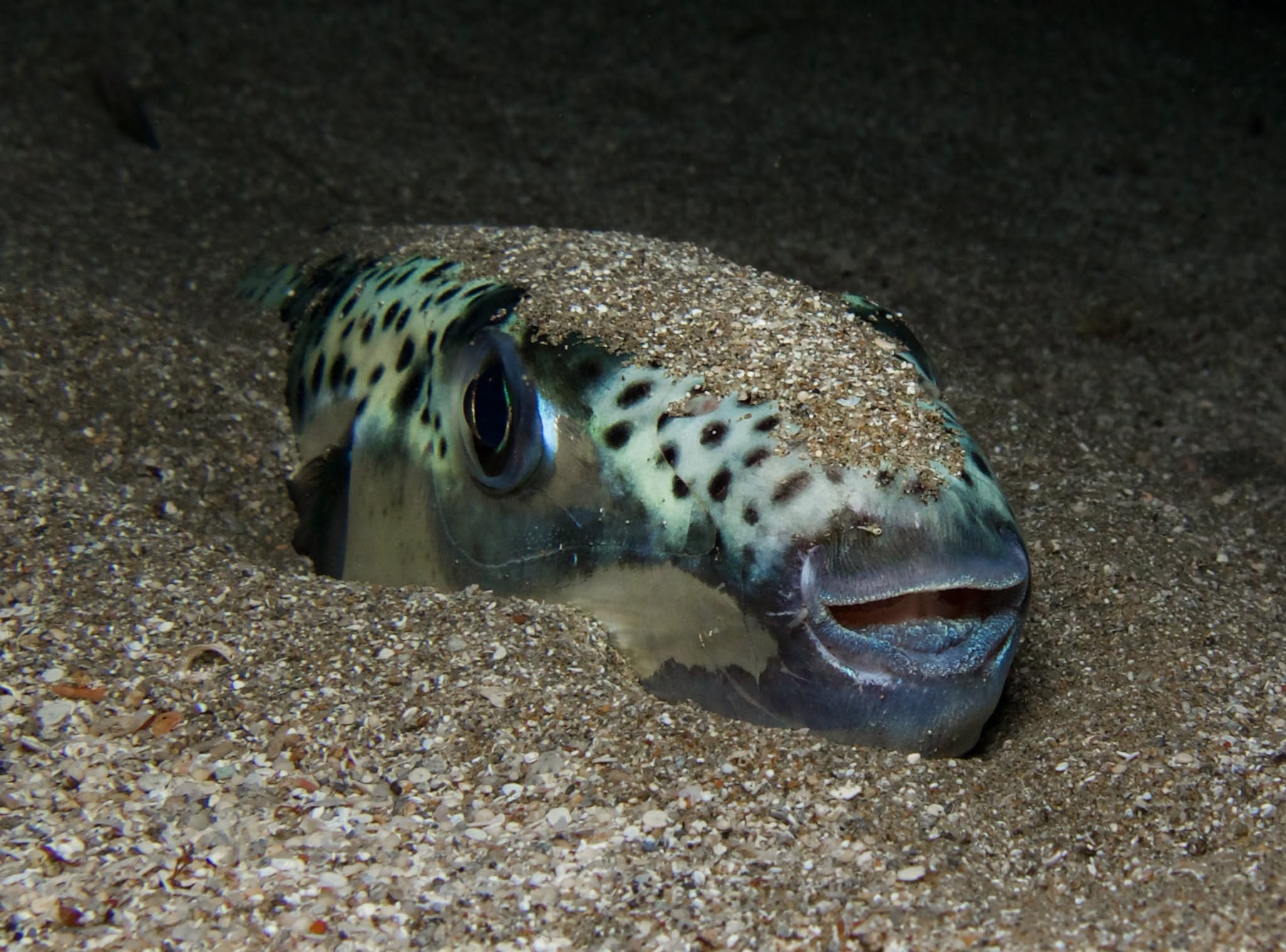 Silver cheeked toadfish - Lagocephalus sceleratus from the island of Cyprus
