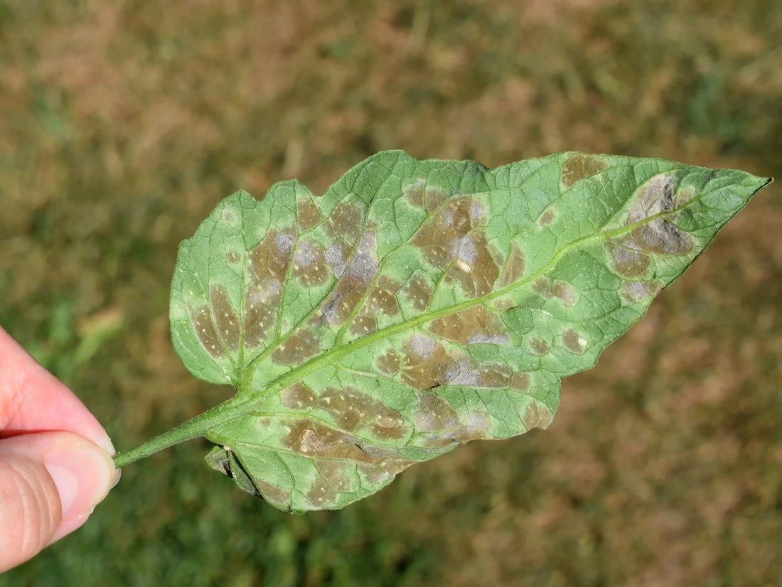 patarea cafenie a frunzelor_cladosporium fulvum