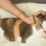 Avertisment pentru toți stăpânii de pisici: semnele ascunse că animalul tău are nevoie de dietă veterinară