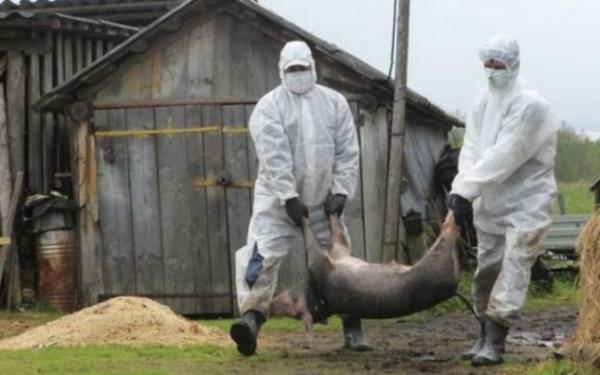 4 din cei 22 de porci din Maeriste au fost descoperiti morti de medicul veterinar