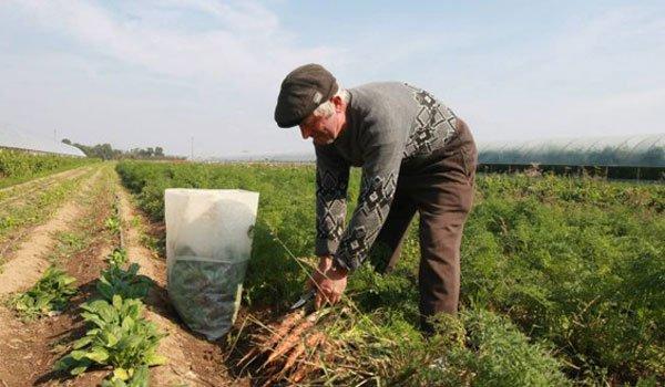 agricultura-ecologica-nu-s-a-dovedit-o-afacere-de-succes-in-salaj02_54853