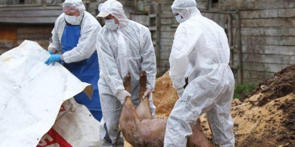 Al patrulea focar de Pesta Porcina Africana confirmat in comuna Maeriste