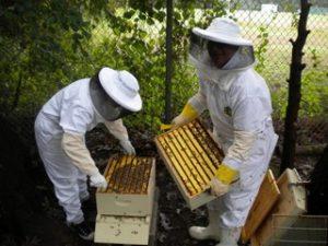 apicultorii-salajeni-sunt-invitati-sa-depuna-la-apia-salaj-actele-pentru-primi-sprijin-financiar-termen-limita-1-august0_64874