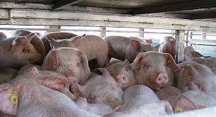 atentie-mare-la-pesta-porcina0_58391