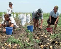 atestatele-de-producator-agricol-vor-fi-valabile-5-ani06_57658