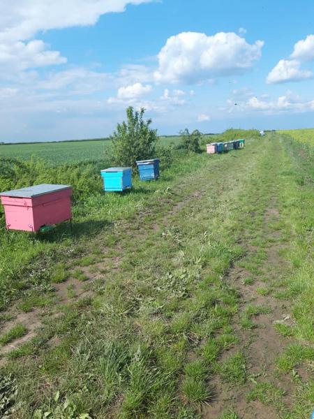 Au fost furate albinele  familiei fostului primar  Radu Capilnasiu