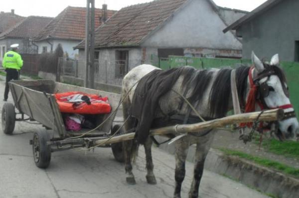 bnuii-de-furt-reinui-de-poliiti0_55074