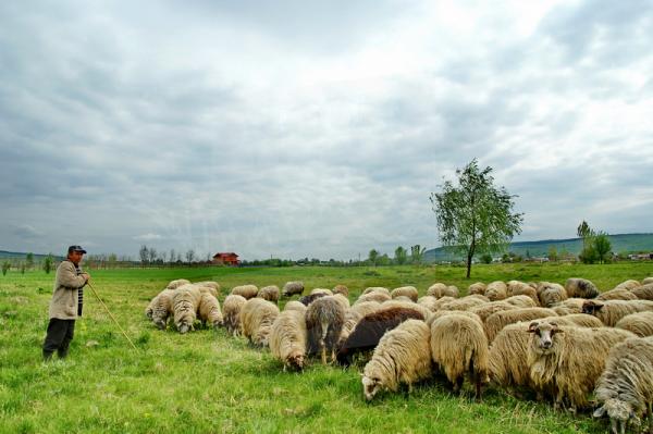 branza-de-oaie-autentica-este-o-raritate-in-magazine-oierii-sunt-prea-saraci-sa-intre-pe-piata-retailerilor04_54619
