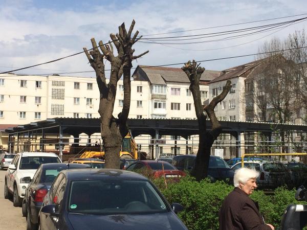 ciuntirea-copacilor-practicata-de-primaria-zalau-prin-bratul-crud-cu-care-loveste-firma-citadin5_59513