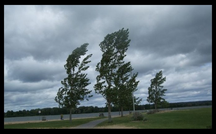 Cod galben de vant puternic in Salaj