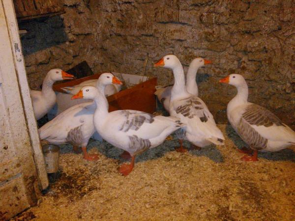 controale-intetite-inainte-de-pasti0_59338