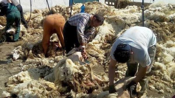 crescatorii-de-oi-nu-au-unde-sa-depoziteze-lana-si-nu-au-nici-incredere-in-subventia-promisa-de-un-leu-pe-kilogram08_56581