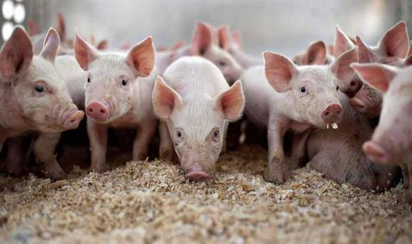 Crescatorii de porci si de pasari îsi asteapta subventiile promise de Ministerul Agriculturii