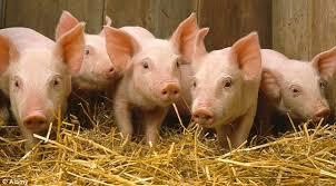 crescatorii-pot-primi-gratis-purcei-din-rasele-mangalita-si-bazna0_57915