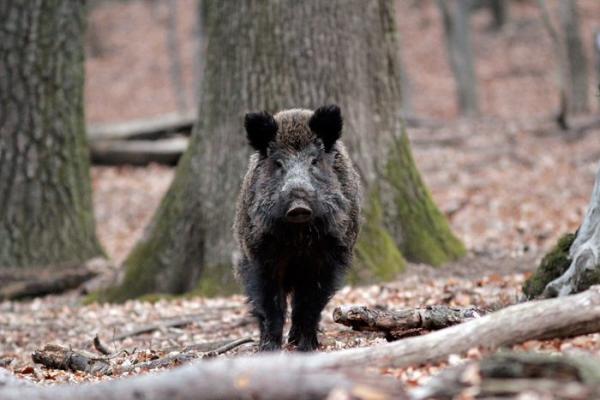 cu-complicitatea-politicienilor-porcii-mistreti-ii-lasa-pe-oameni-fara-culturi-le-irosesc-munca-si-viata06_56502