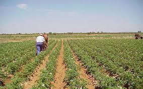 de-luni-incepe-plata-subventiilor-pe-suprafata0_57204